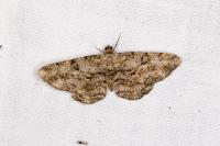 Peribatodes rhomboidaria