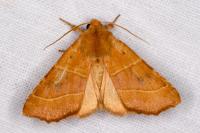 Atethmia centrago