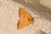 Atethmia centrago