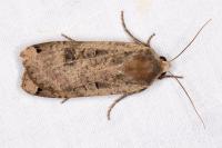 Noctua pronuba