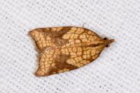 Acleris rhombana