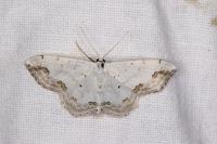 Scopula ornata