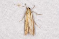 Agriphila tristella