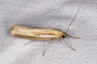 Agriphila tristella