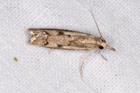 Agriphila geniculea