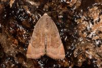 Noctua interjecta
