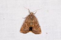 Noctua interjecta