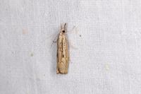 Agriphila geniculea