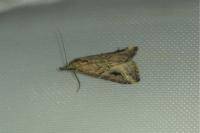 Schrankia costaestrigalis
