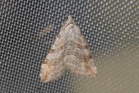 Aplocera efformata