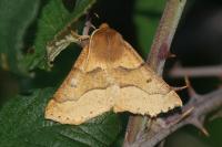 Crocallis tusciaria