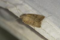 Hoplodrina ambigua