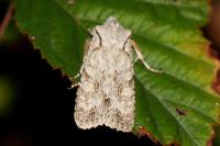 Lithophane ornitopus