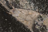 Lithophane ornitopus