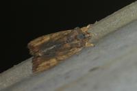 Lithophane semibrunnea