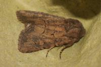 Luperina testacea