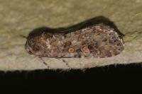Spodoptera exigua