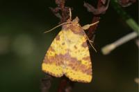Xanthia togata