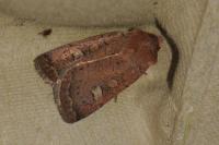 Xestia xanthographa