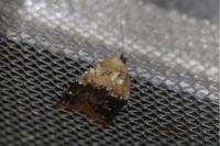 Acleris variegana