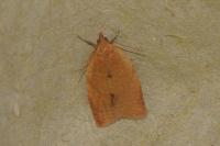 Clepsis consimilana