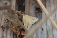 Rhodometra sacraria
