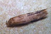 Mompha epilobiella