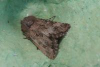 Luperina testacea