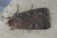 Xestia xanthographa
