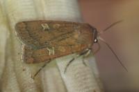 Xestia xanthographa