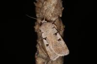 Eugnorisma glareosa