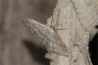 Idaea seriata