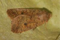 Sunira circellaris