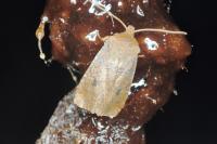 Conistra vaccinii