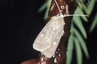 Xestia xanthographa
