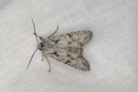 Lithophane ornitopus