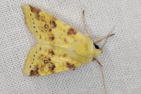 Cirrhia icteritia