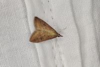 Udea ferrugalis