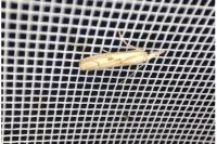 Agriphila geniculea