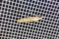 Agriphila geniculea