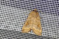 Eupsilia transversa