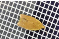 Clepsis consimilana
