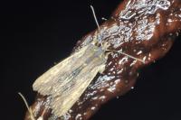 Lithophane semibrunnea