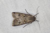 Agrotis segetum