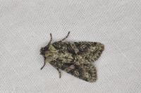 Dryobotodes eremita