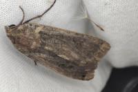 Noctua pronuba