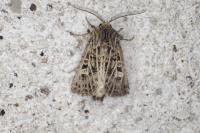 Tholera decimalis