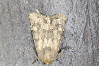 Luperina testacea