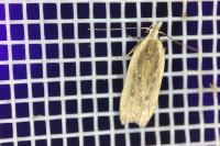 Nothris congressariella