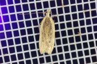 Nothris congressariella